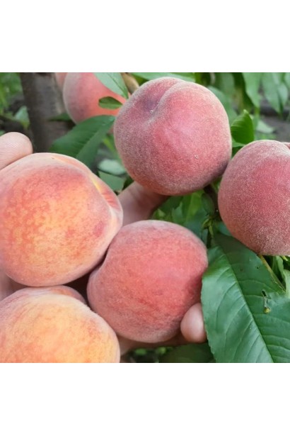 Персик домашній ‘Річ Мей’ 